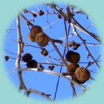 Früchte der Platane