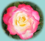 Rose an der Terrasse