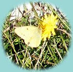 Schmetterling Schmetterling