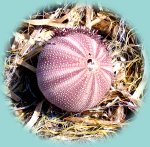 See-Igel See-Igel