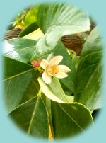 Zitronenblüte Zitronenblüte