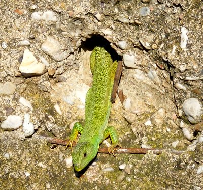 Eidechse vor Mauerloch