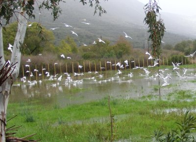 Unsere Wiese in Meeres-Stimmung