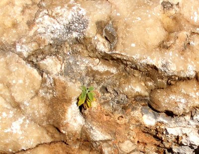 Gestein mit kristallinen Fäden Gestein mit kristallinen Fäden