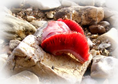 Schöne Muschel ohne Schale