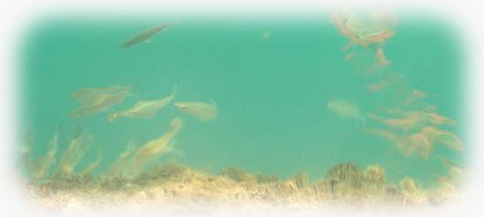 kleiner Fischschwarm