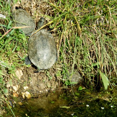 Schildkröten im Wassergraben