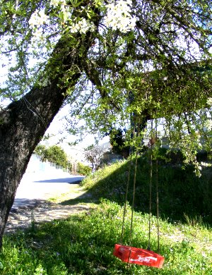 Cola-Schaukel im Kirschbaum Cola-Schaukel im Kirschbaum