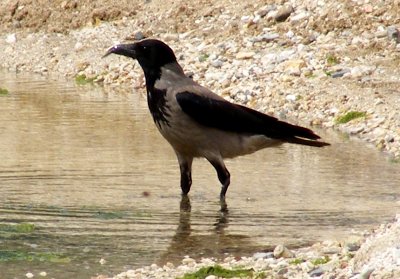 Nebelkr&auml;he