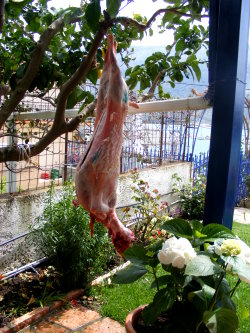 Oster-Lamm