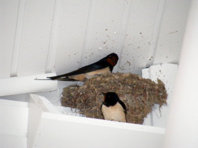 Schwalben-Nest