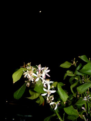 Zitronenbl&uuml;te