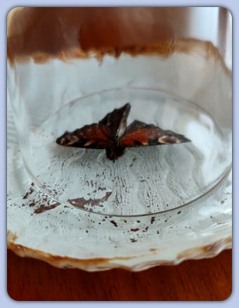 Schmetterling Admiral