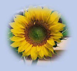 Sonnenblume